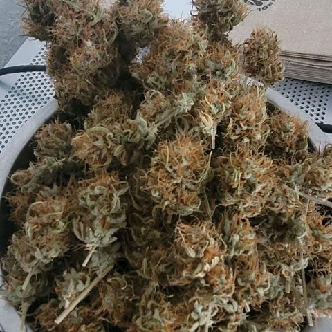Pearli growlog photo: Die erste Schale aus dem Cannatrol