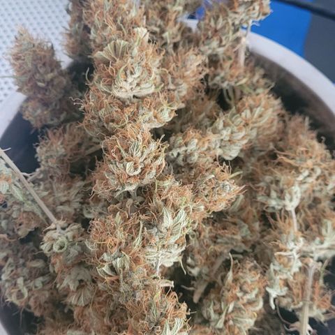 Pearli growlog photo: Schale Nummer 2 aus dem Cannatrol