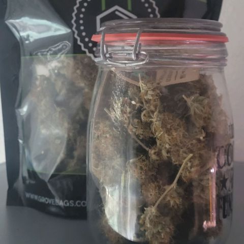 Pearli growlog timeline photo