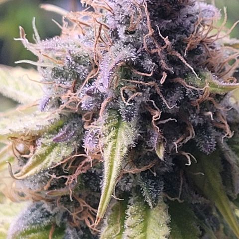 Cookies OG Kloni #1 growlog timeline photo