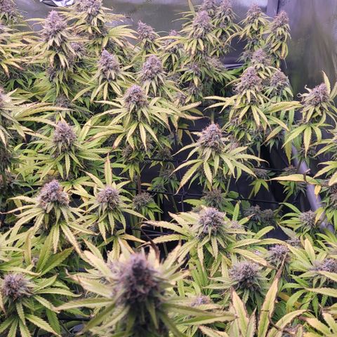 Cookies OG Kloni #1 growlog timeline photo