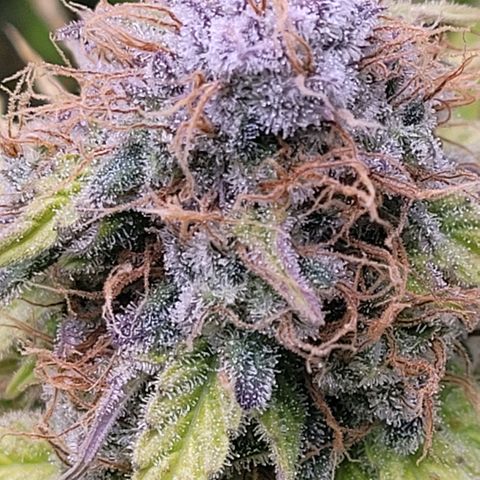 Cookies OG Kloni #1 growlog timeline photo