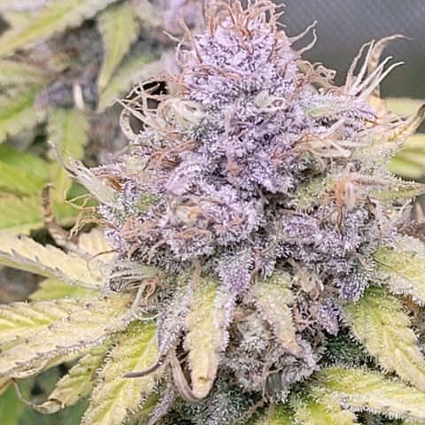 Cookies OG Kloni #1 growlog timeline photo