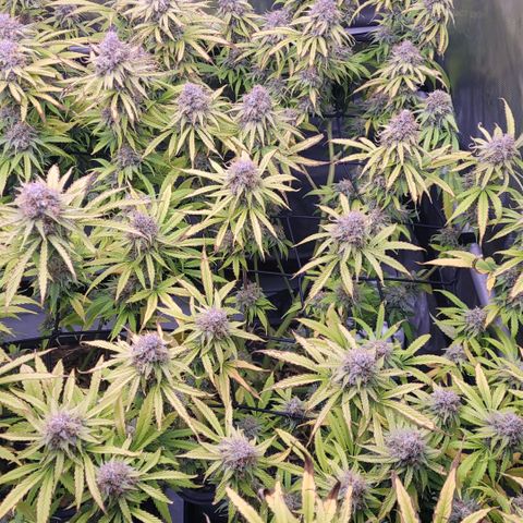 Cookies OG Kloni #1 growlog timeline photo