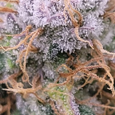Cookies OG Kloni #1 growlog timeline photo