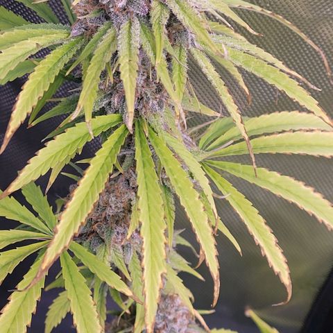 Cookies OG Kloni #2 growlog timeline photo