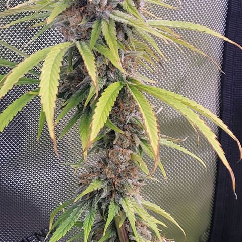 Cookies OG Kloni #2 growlog timeline photo