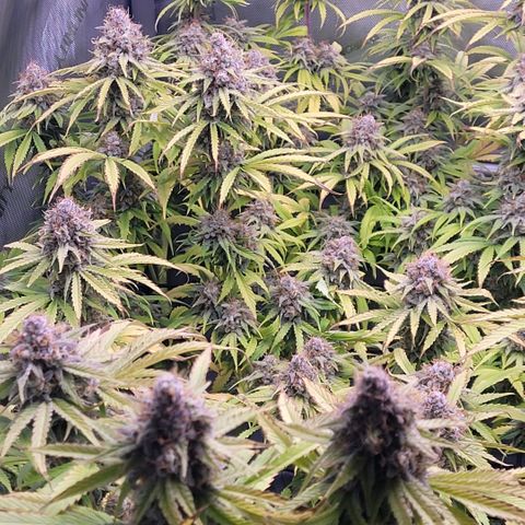 Cookies OG Kloni #2 growlog timeline photo