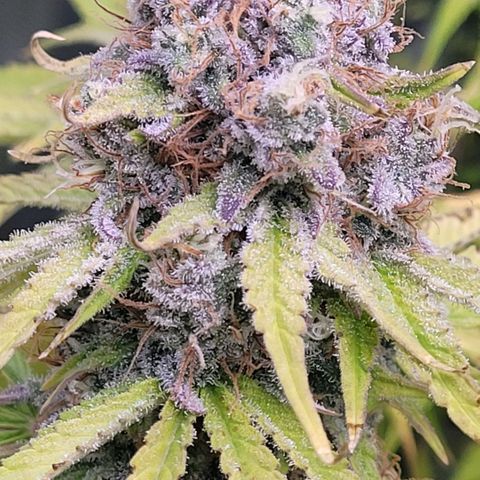 Cookies OG Kloni #2 growlog timeline photo