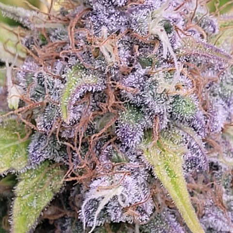 Cookies OG Kloni #2 growlog timeline photo