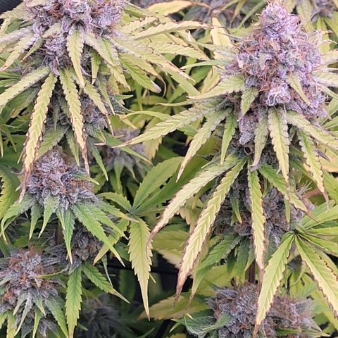 Cookies OG Kloni #2 growlog timeline photo