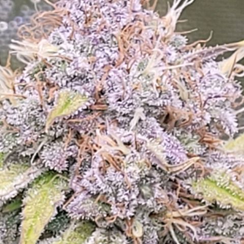 Cookies OG Kloni #2 growlog timeline photo