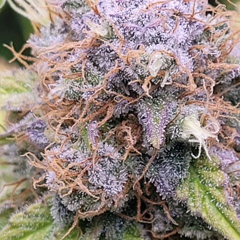 Cookies OG Kloni #2 growlog timeline photo