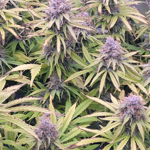 Cookies OG Kloni #1 growlog timeline photo