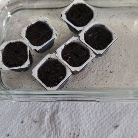 Diesel growlog photo: Die Mini Anzucht Topf Vorbereitung