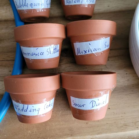 Diesel growlog photo: Die Mini Anzucht Topf Vorbereitung