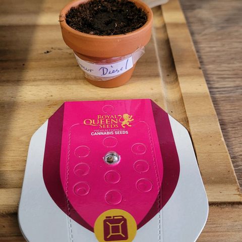 Diesel growlog photo: Der Samen wird geerdet im Easy Start mit Torf um mantelt mit Mykorrhiza, Trichoderma u Rhizobacter