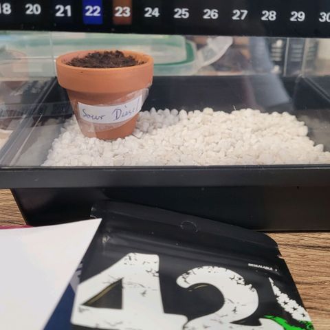 Diesel growlog timeline photo