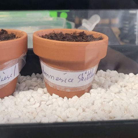 Amnesia S growlog photo: Die Bohne startet