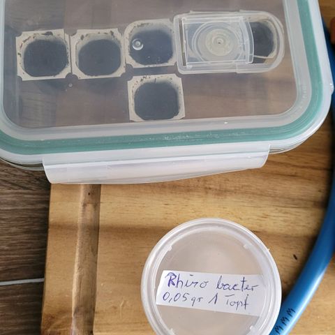 Mexican growlog photo: Jetzt kommt sie in ihr Vorbereitet Töpfchen in Easy Start ummantelt mit Torf