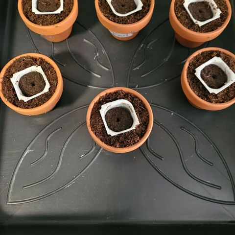 Mexican growlog photo: Jetzt kommt sie in ihr Vorbereitet Töpfchen in Easy Start ummantelt mit Torf