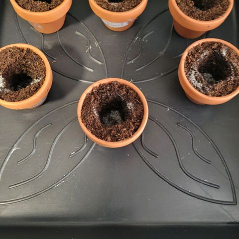 Mexican growlog photo: Jetzt kommt sie in ihr Vorbereitet Töpfchen in Easy Start ummantelt mit Torf