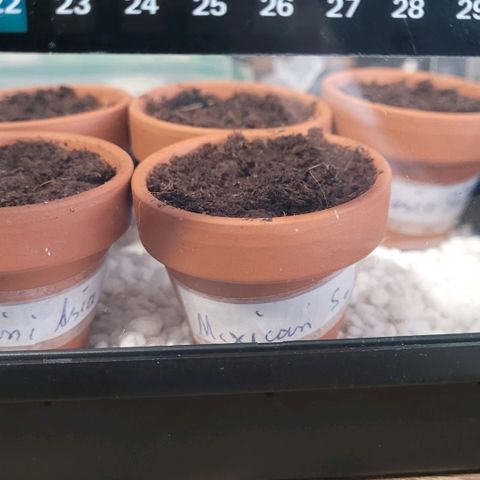 Mexican growlog photo: Sie ist gestartet, Lady Mexican