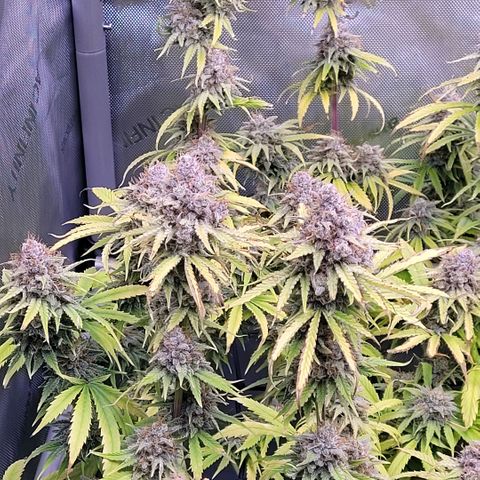 Cookies OG Kloni #2 growlog timeline photo