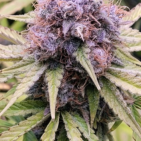Cookies OG Kloni #2 growlog timeline photo