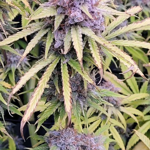 Cookies OG Kloni #2 growlog timeline photo