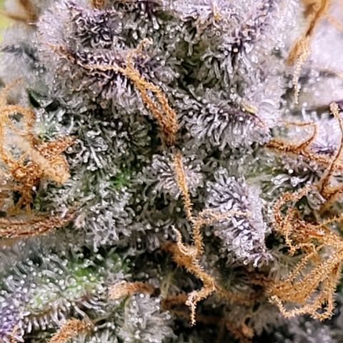 Cookies OG Kloni #2 growlog timeline photo