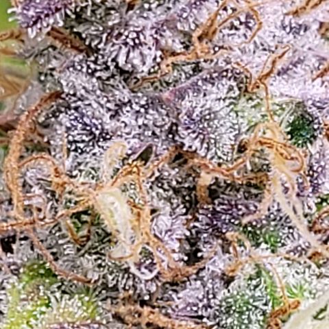 Cookies OG Kloni #2 growlog timeline photo