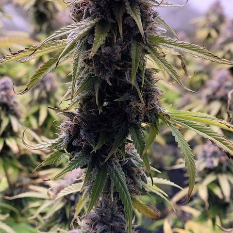 Cookies OG Kloni #1 growlog timeline photo
