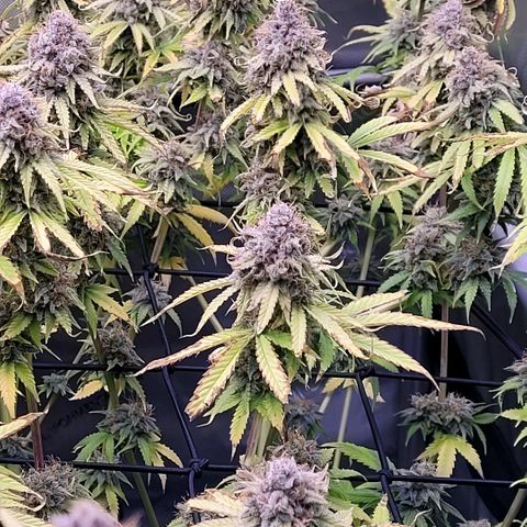Cookies OG Kloni #1 growlog timeline photo