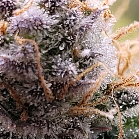 Cookies OG Kloni #1 growlog timeline photo