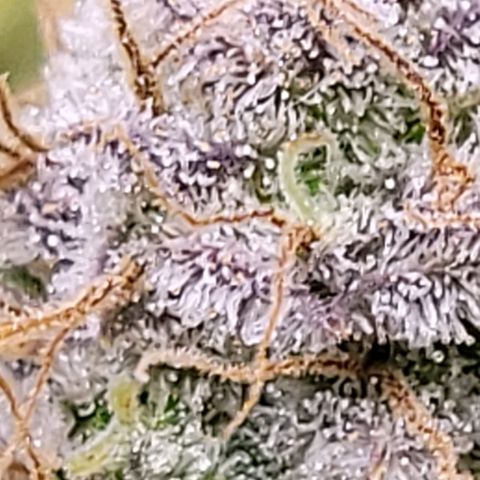 Cookies OG Kloni #1 growlog timeline photo