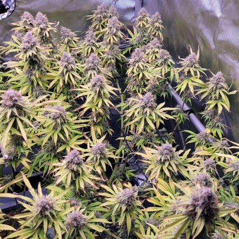 Cookies OG Kloni #1 growlog timeline photo