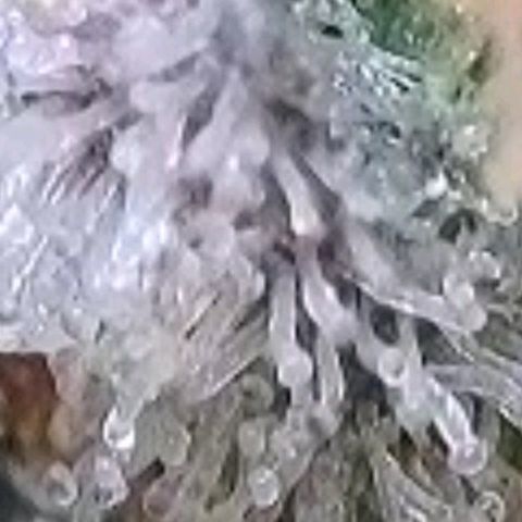 Cookies OG Kloni #2 growlog timeline photo