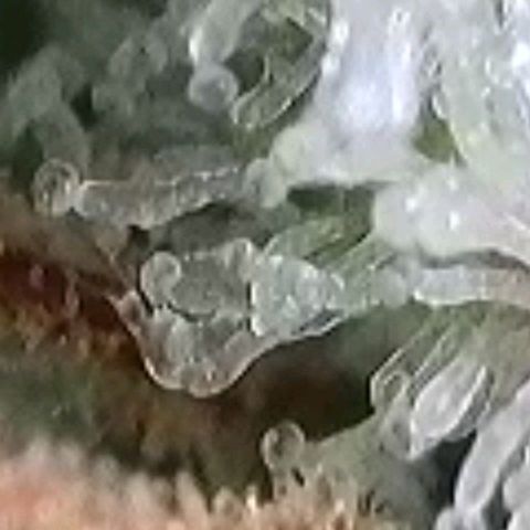 Cookies OG Kloni #2 growlog timeline photo