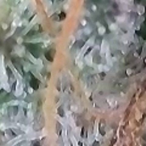 Cookies OG Kloni #2 growlog timeline photo