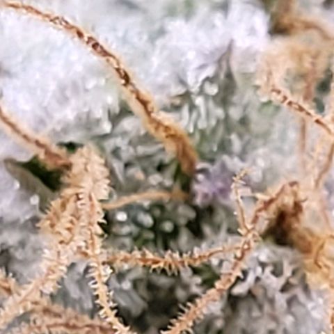 Cookies OG Kloni #2 growlog timeline photo