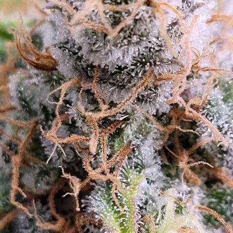 Cookies OG Kloni #2 growlog timeline photo
