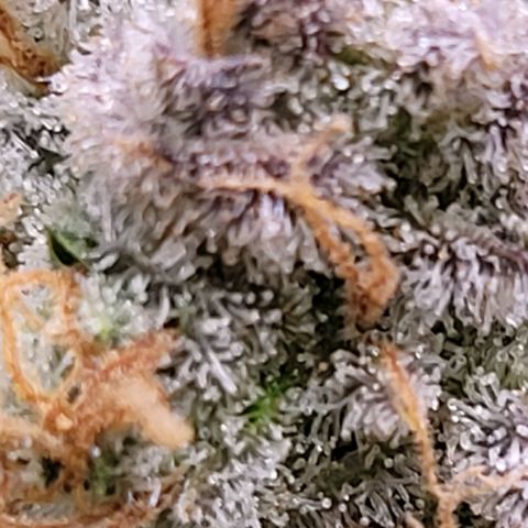 Cookies OG Kloni #2 growlog timeline photo