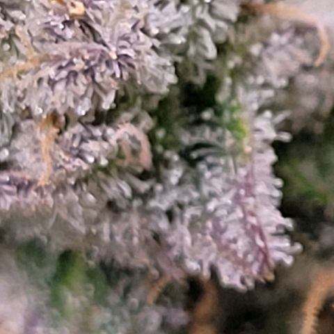 Cookies OG Kloni #1 growlog timeline photo