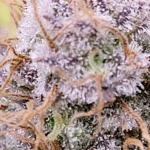 Cookies OG Kloni #1 growlog timeline photo