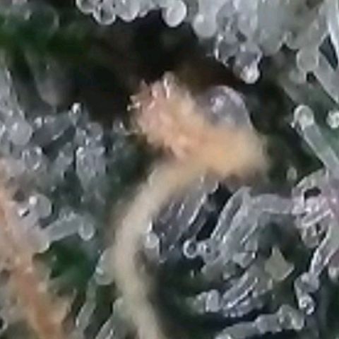 Cookies OG Kloni #1 growlog timeline photo