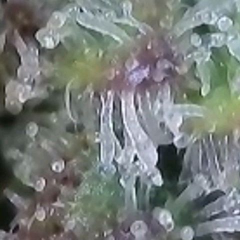 Cookies OG Kloni #1 growlog timeline photo