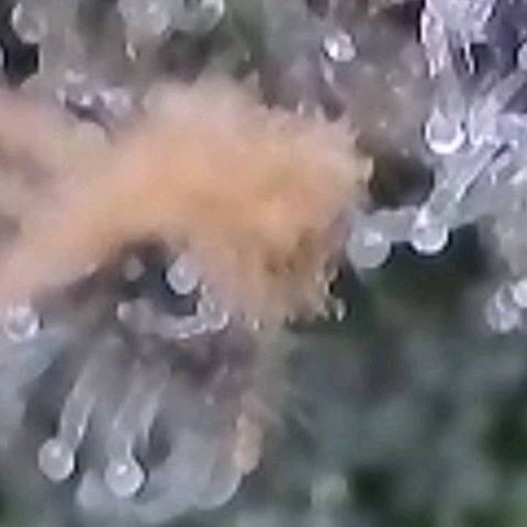 Cookies OG Kloni #1 growlog timeline photo