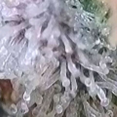 Cookies OG Kloni #1 growlog timeline photo
