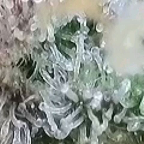 Cookies OG Kloni #1 growlog timeline photo